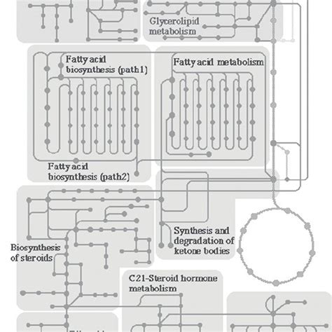 Lipid Metabolism Pathway Diagram