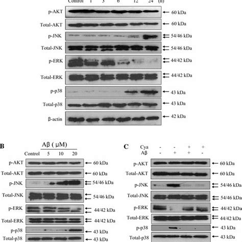 Curcumin Restored A Induced The Dysfunction Of P Mapk And Akt