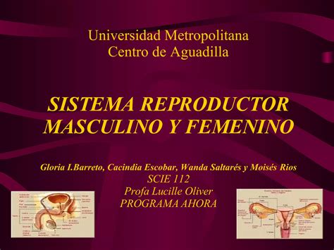 Sistema Reproductor Masculino Y Femenino Scie112 Ppt