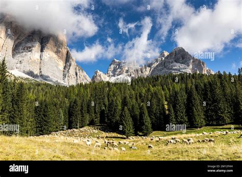 Sheep Herd With Tofana Peak Hi Res Stock Photography And Images Alamy