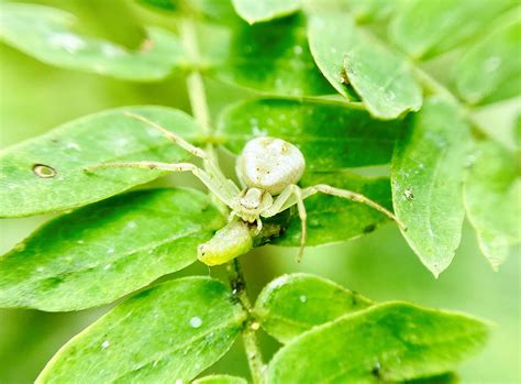 Crab spider eating : r/spiderbro