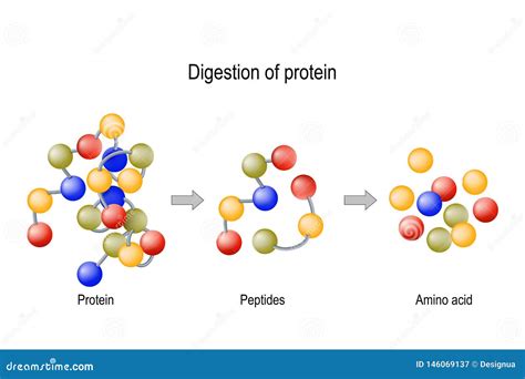 Digestion Of Protein Enzymes Proteases And Peptidases Peptides And