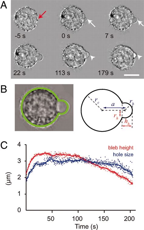 Role Of Cortical Tension In Bleb Growth PNAS