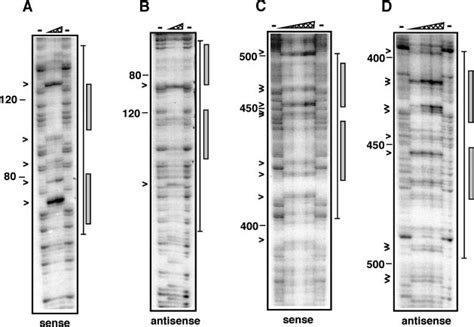 Dnase I Footprint Assay Of Lexa With Preca And Pfnbb Promoter