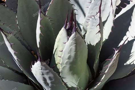 Agave Parryi Planta Suculenta Del Desierto Con Hojas De Color Verde