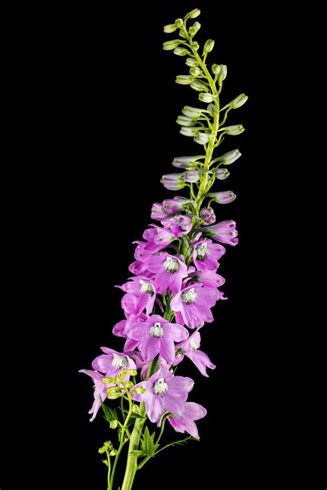 Larkspur Flower Meaning In English Best Flower Site