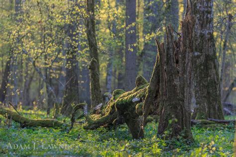 Białowieski Park Narodowy 1604 00168C