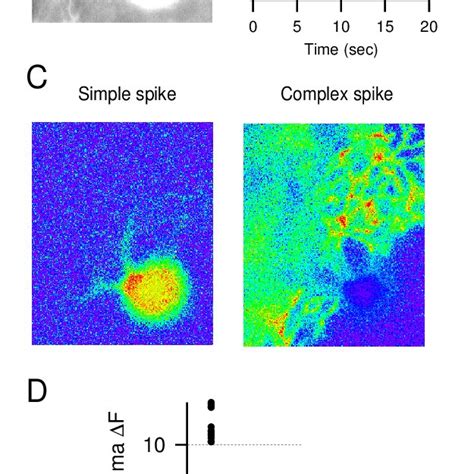 Somatic Calcium Imaging Reports Purkinje Cell Firing Frequency A