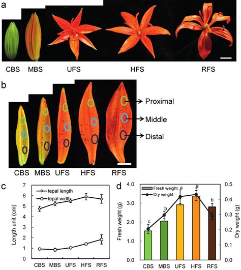 Stages of Lilium tsingtauense flower development. a) Visible flower... | Download Scientific Diagram