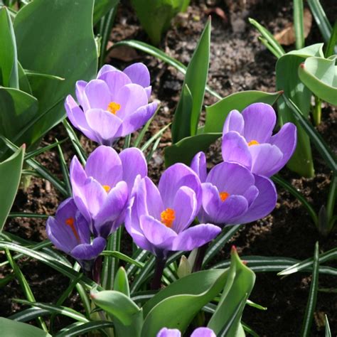 Crocus Chrysanthus Miss Vain Bulbe Fleurs Blanc Pur Tr S Pr Coces