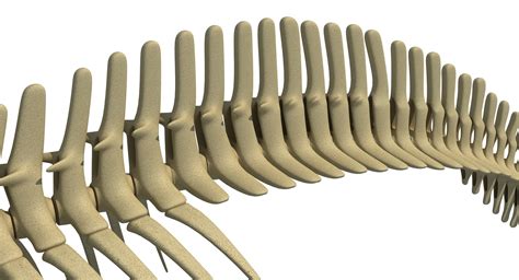 Blue Whale Skeleton Dolphin 3d Model