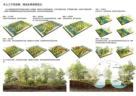 构建生态修复成功样板 合肥滨湖国家级湿地森林公园 知乎