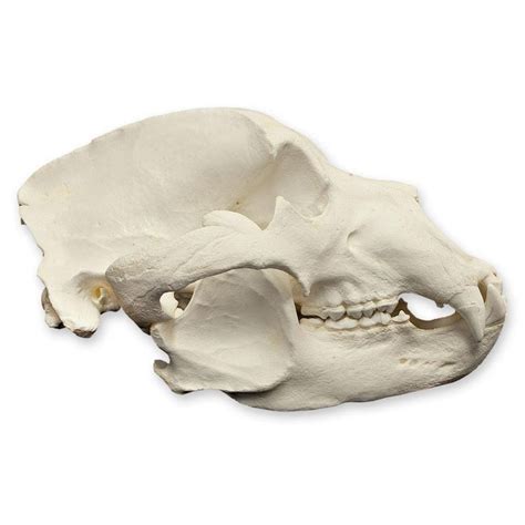 Replica Kodiak Grizzly Bear Skull — Skulls Unlimited International, Inc.