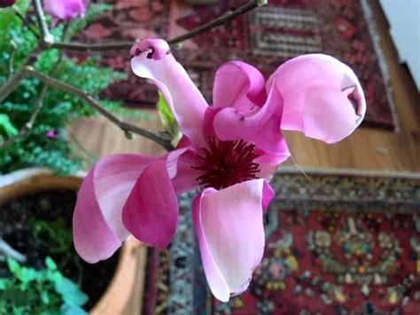 Pussy Willow Flower Made Just For U