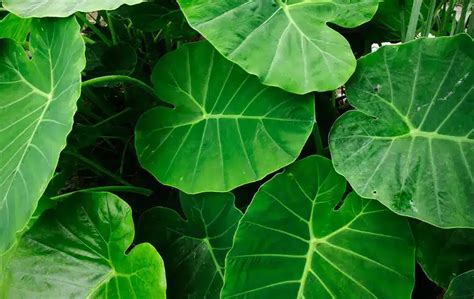 Elephant Ear Plants Care And Growing Guide Lotusbuddhas