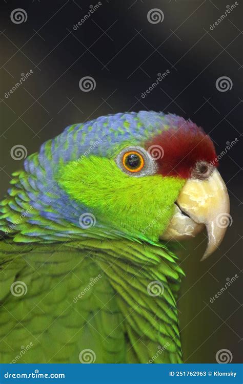 Finchi Stock Photos Free And Royalty Free Stock Photos From Dreamstime