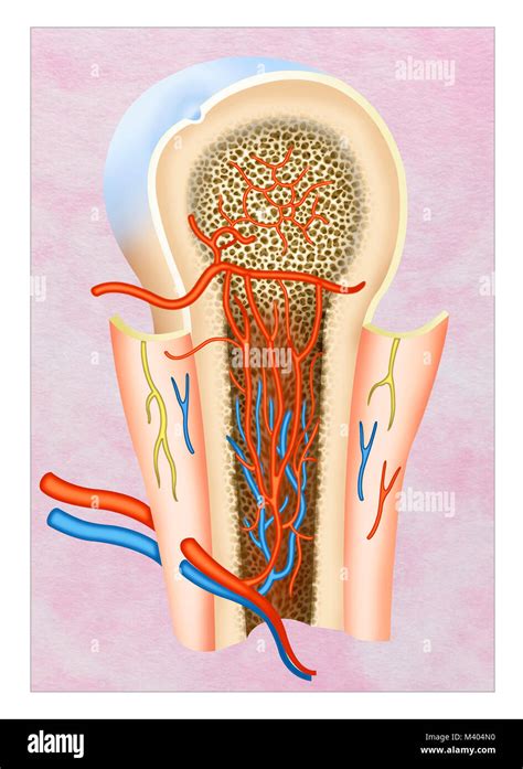 La Célula ósea Y Sus Funciones Fotografías E Imágenes De Alta Resolución Alamy
