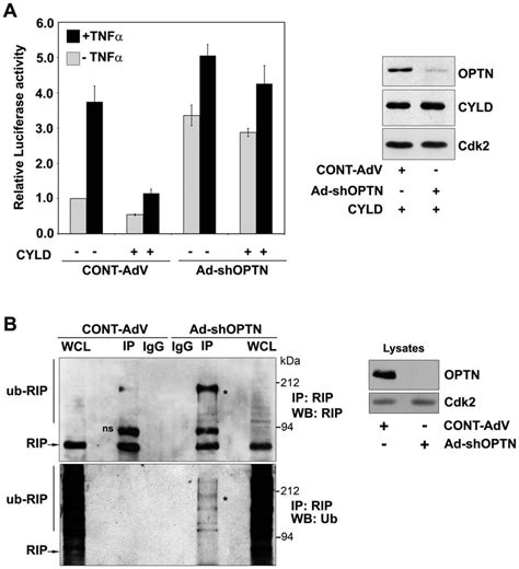 Optineurin Is Required For Cyld Mediated Inhibition Of Nf Kb