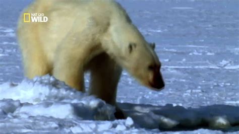 Un Ours Polaire Sattaque à Un Troupeau De Morses Youtube