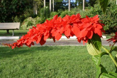 National flower of Trinidad and Tobago - Chaconia | Symbol Hunt