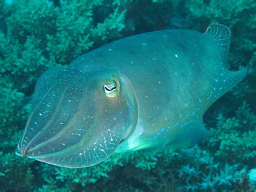 Broadclub Cuttlefish Sepia Latimanus Cuttlefishes Tropical Reefs