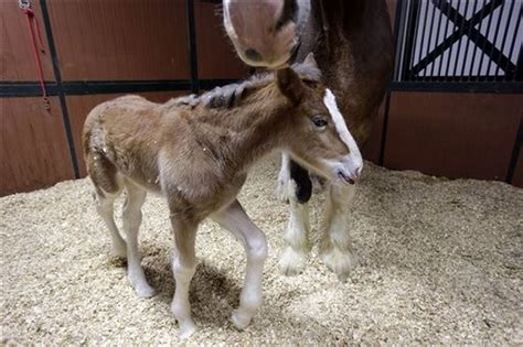 Clydesdale star of Super Bowl ad is newborn foal (video) - cleveland.com