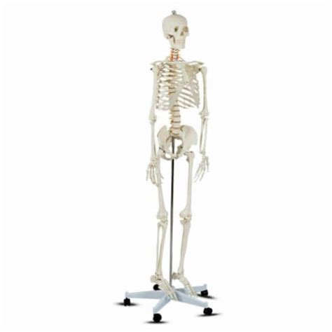 Hivvago Medical School Human Anatomy Class Life Size Skeleton Model