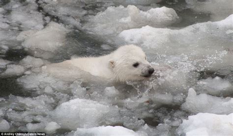 Adorable Moment Polar Bear Cub Plucks Up The Courage To Go For A Dip