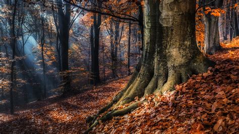 Fondos De Pantalla Luz De Sol Rboles Paisaje Bosque Oto O Hojas