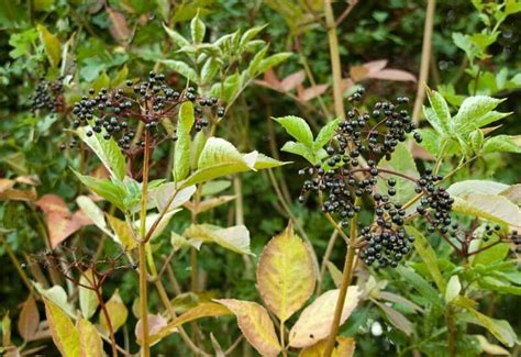 14 Best Elderberry Bush Varieties To Grow In Your Landscape