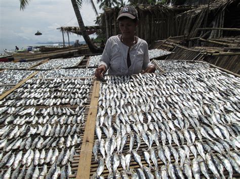 Drying Fish Olingan Dipolog City Zamboanga Del Norte P Flickr