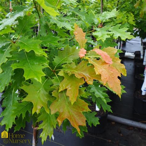 Quercus Rubra Red Oak From Home Nursery