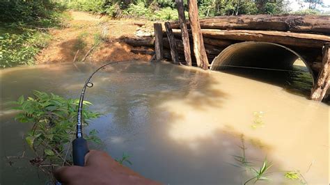 Sangat Jumbo Ikan Di Dalam Trowongan Besar Mancing Hampala Di Sungai