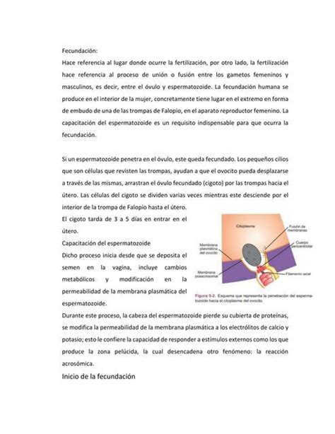 Fecundación GREI RODRIGUEZ uDocz