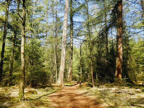 Beleef het Bos Drouwen 5km l WandelMaara