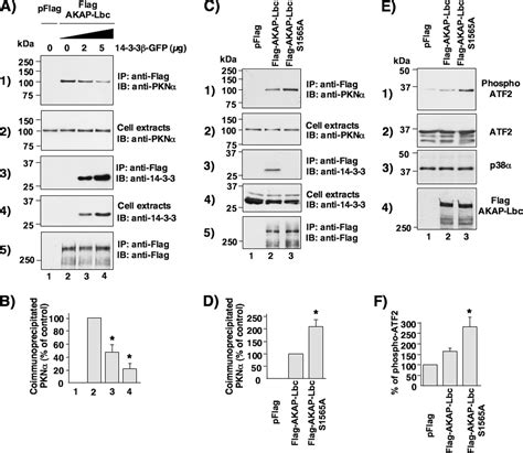 A Kinase Anchoring Protein Akap Lbc Anchors A Pkn Based Signaling