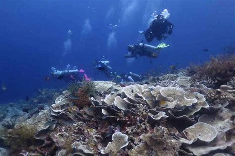 Ekosistem Laut Yang Sehat Jadi Fondasi Ekonomi Biru