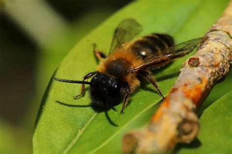 Andrena Nigroaenea A Male April 2023 Fovslet Kolding D Erland