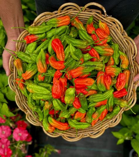 Discover The Fiery Flavor Of Homegrown Organic Naga Chilli