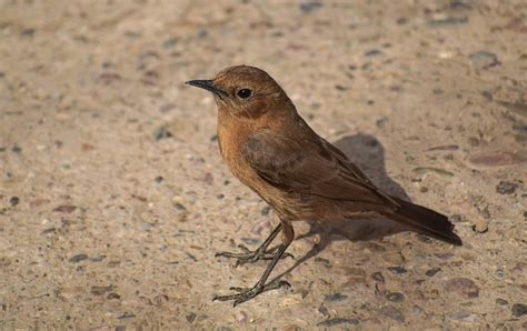 Pássaro Robin Bico Foto gratuita no Pixabay Pixabay