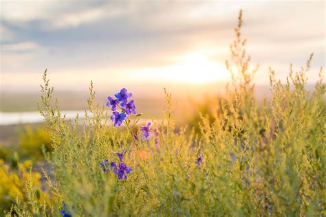 Free Images Nature Horizon Sky Sunset Field Meadow Prairie Sunlight Morning Flower