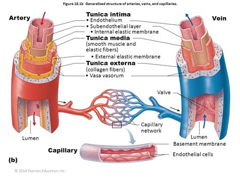 Figure 18 1a Generalized Structure Of Arteries Veins And Capillaries