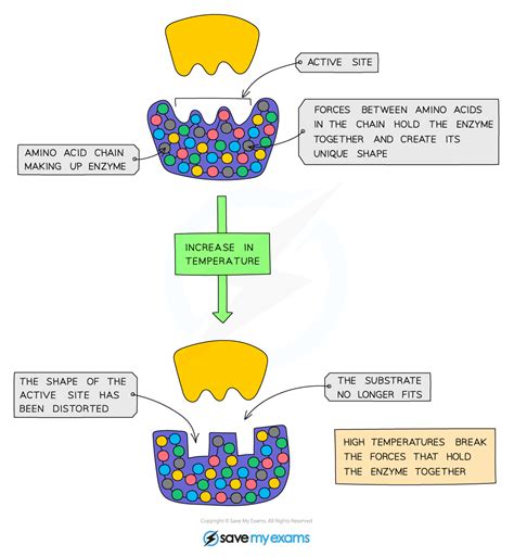 Factors Affecting Enzymes Edexcel Gcse Biology Revision Notes 2016