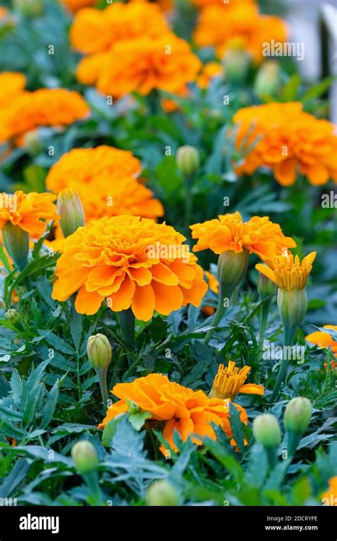 Tagetes Patula Safari Tangerine Safari Series French Marigold