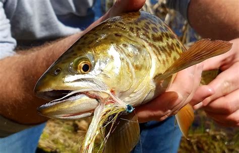 Tiger Trout An Exciting New Fishery At Deer Creek Reservoir Idaho