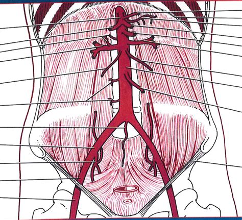 Abdominal Aorta Diagram | Quizlet