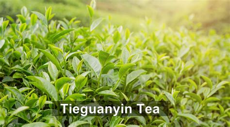 Tieguanyin Tea - The Best Chinese Oolong Tea - Kitu Cafe