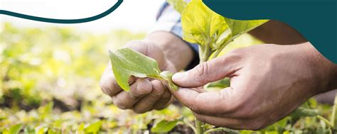 O Que A Agricultura Regenerativa Ambscience