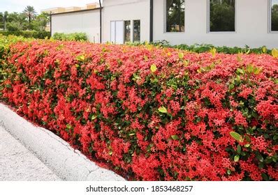 ROYAL LAND Ixora Live Plant Taiwanese Dwarf Red Ixora Chethi Healthy