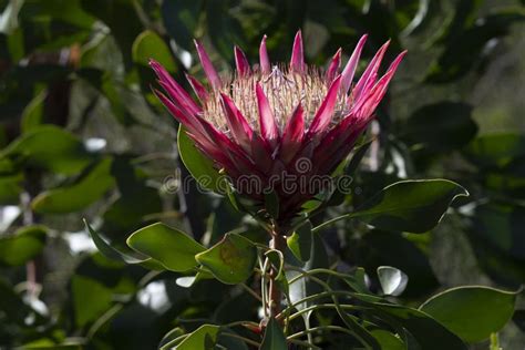 Single King Protea Protea Cynaroides Bloom Stock Image Image Of